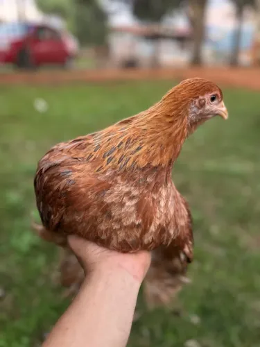 Franga de galinha Brahama buff