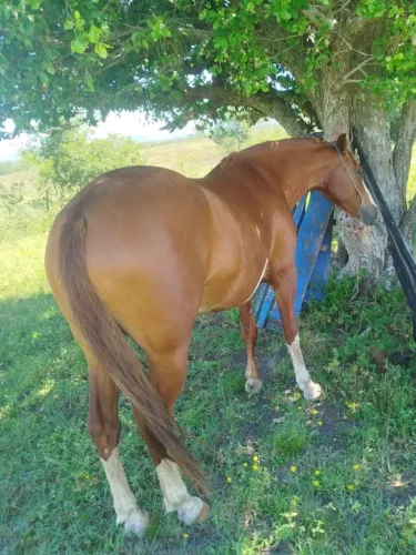 Cavalo ? 