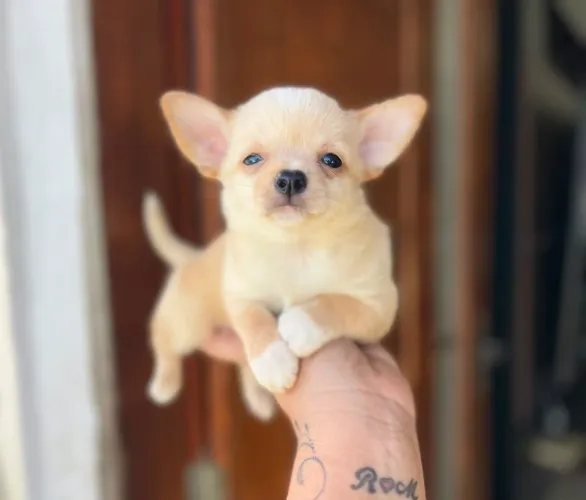 Lindo machinho de chihuahua com Pedigree