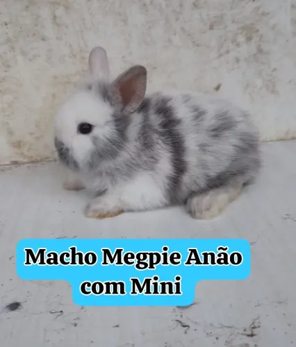 Filhotes de Coelho