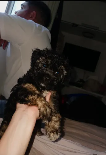 Cachorro Shih tzu
