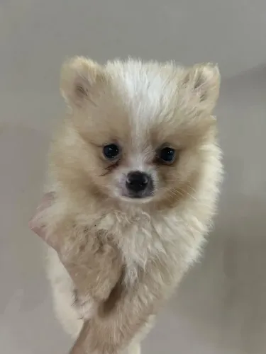 Filhote de Spitz alemão macho 