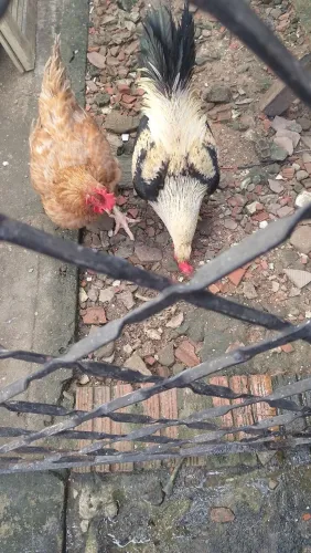 Galo carioca e galinha caipira 150