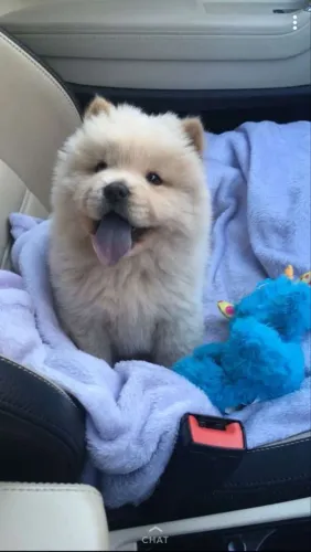 Chow Chow Esse filhote quer crescer ao lado da sua mãe
