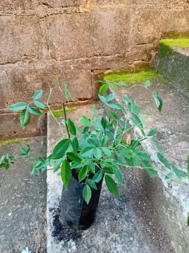 Muda de rosa branca cheirosa