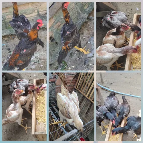 Frango e frangas da raça Mura entre 5 e 6 meses valor individual r$300 a partir de r$ 500