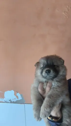 Chow-chow filhote <br>Raça de cães