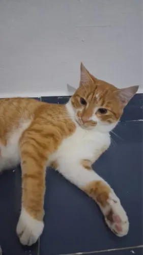 Doação de cachorro (fêmea)filhote e gato (macho).