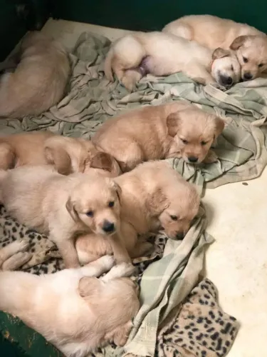 Filhotes Golden