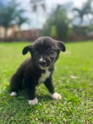 Filhotes Border collie