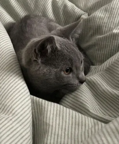 Gatinhos cinza blue  amorosos adocao com ajuda para o abrigo