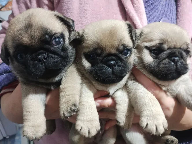 Vende filhotes Pug. 