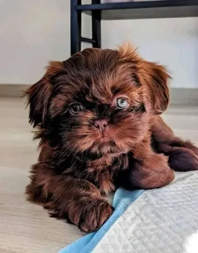 Shih Tzu chocolate/marrom dos olhos azuis
