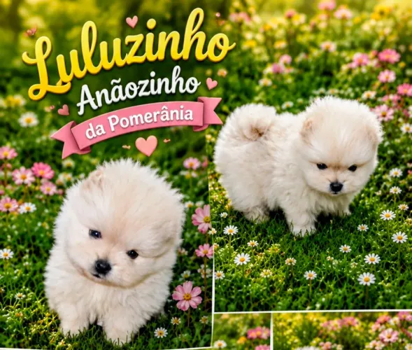 Luluzinho Anãozinho da Pomerânia de Verdade