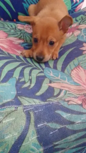 Pinscher femea filhote