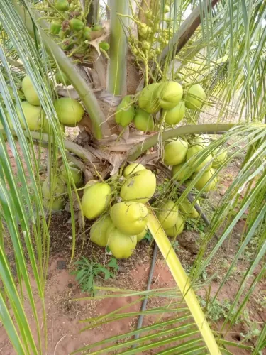fazenda com 60 hectares na região de touros com uma excelente plantação de coqueiros irri