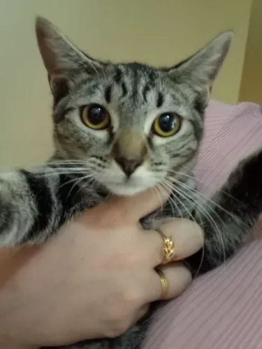 Doação de gatinhos