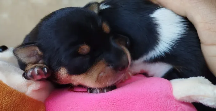 Cachorro pinscher número um