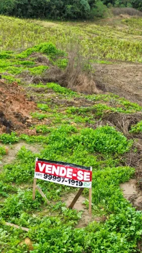 Lote em Palmeira PR