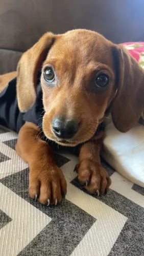 Cachorro