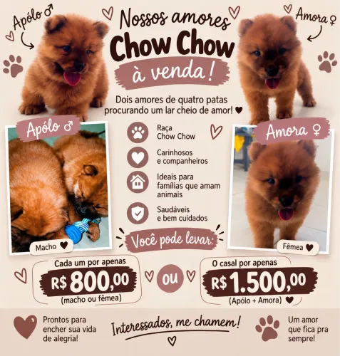 FILHOTES DE CHOW CHOW À VENDA