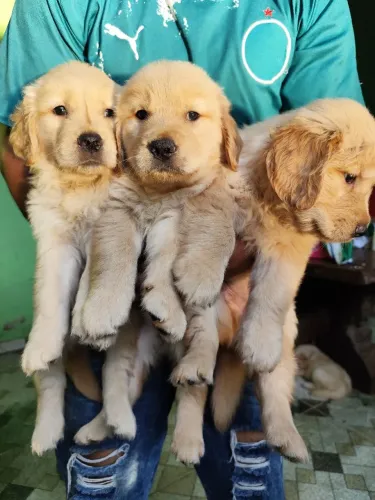 Filhotes de Golden