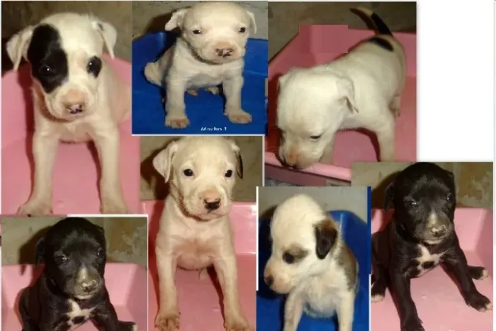 LABRADOR X DALMATA