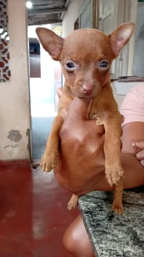 Pinscher macho