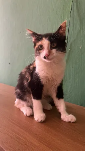 Adoção de gatinhos 