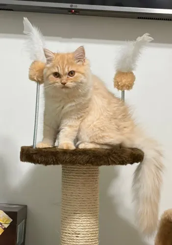 Filhote gato persa