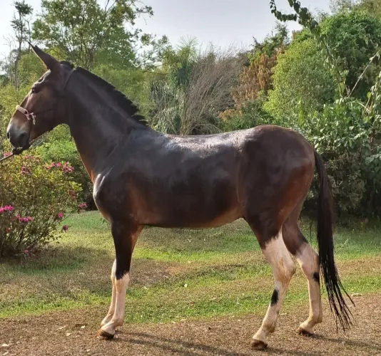 Burro registrado no pega