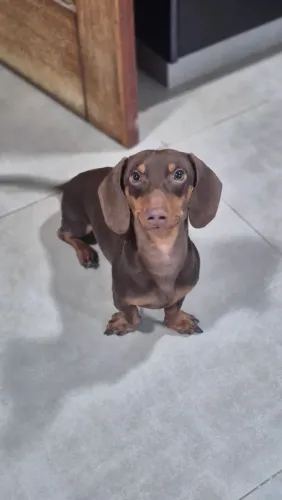 Cachorro