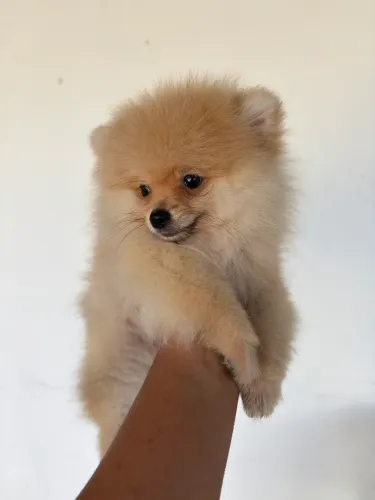 Lulu da Pomerania