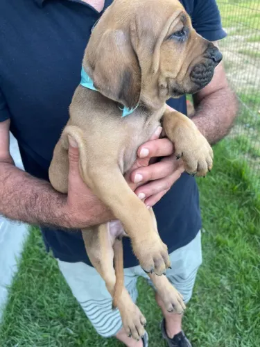 Filhote de Fila Brasileiro 