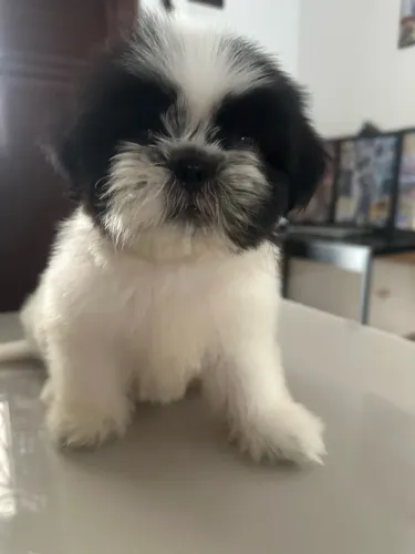 Shihtzu 