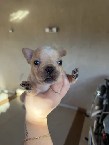 Buldogue francês