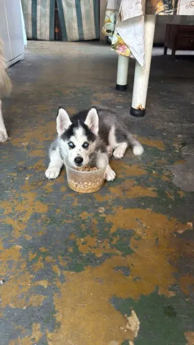 Husky siberiano (Femea)