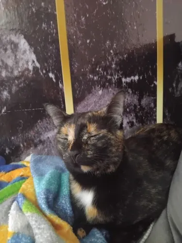 Doação de gata castrada. Doação responsável!!