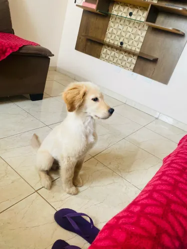 Cachorro golden retrivier