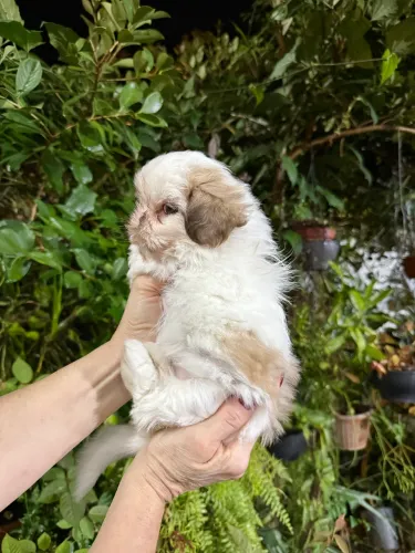 Filhote de Shih Tzu