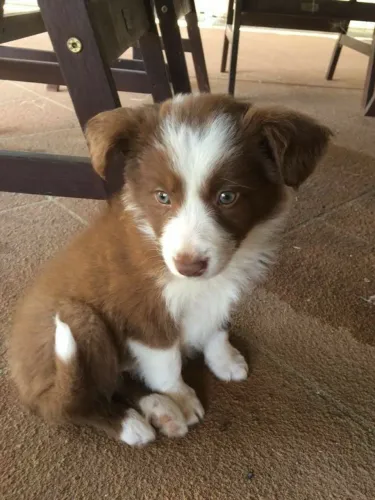 Border Collie filhote pequeno pastor mais esperto da casa