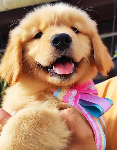Filhotes macho e fêmea de Golden Retriever com pedigree e vacina importada 