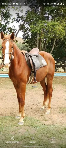 Cavalo inteiro