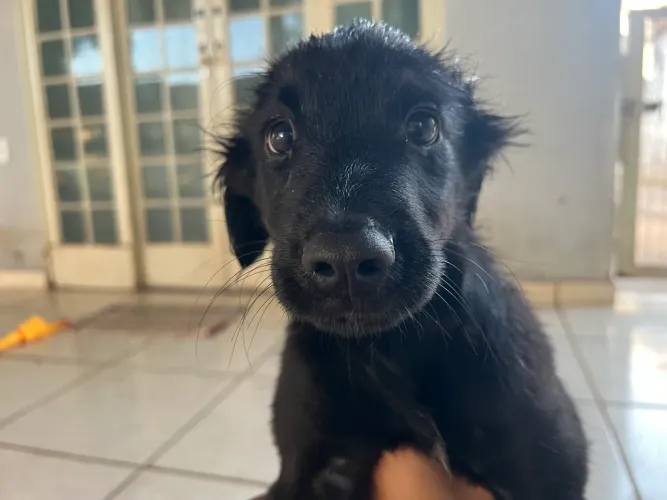 Cachorro preto 