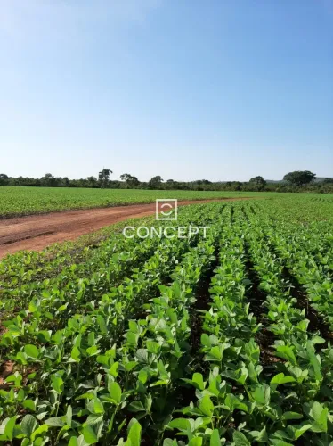 FAZENDA COM 205 HECTARES À VENDA NA REGIÃO DE NOBRES, MATO GROSSO