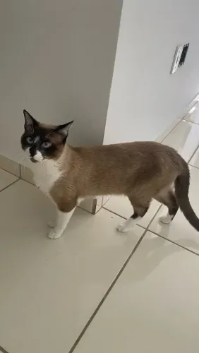 doação de gato