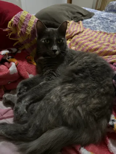Gata Fêmea castrada 