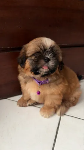 Filhote Shih Tzu FÊMEA