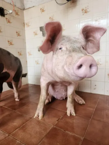 Porcos - Suínos de raça pietran & landrace