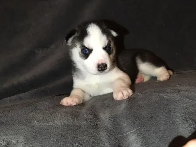 Seu novo amor de quatro patas está aqui